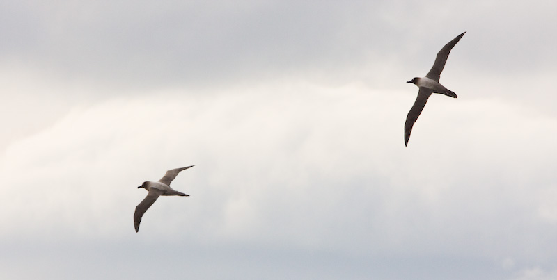 Light-Mantled Sooty Albatrosses In Nuptial Flight